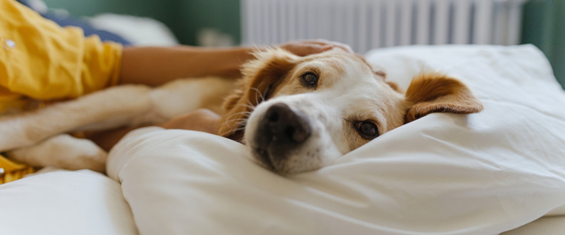 The Importance of Choosing the Right Bed for Your Dog
