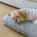 The Best Bed for Your Dog's Comfort and Health
