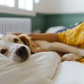 The Importance of Choosing the Right Bed for Your Dog