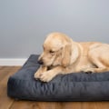 The Best Dog Beds for Your Furry Friend