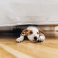 The Fascinating Reasons Why Dogs Love Enclosed Beds