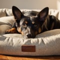 The Ultimate Guide to Choosing the Perfect Dog Bed