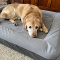 The Importance of Dog Beds for Aging and Growing Dogs
