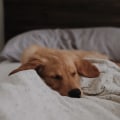 The Pros and Cons of Letting Your Dog Sleep in Your Room