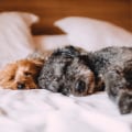 The Best Sleeping Options for Your Dog