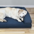 The Best Dog Beds for Your Furry Best Friend