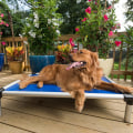 The Benefits of Raised Dog Beds with Sides