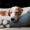 The Best Dog Bedding Materials for a Good Night's Sleep
