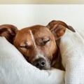 The Pros and Cons of Letting Your Dog Sleep in Your Bedroom