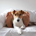The Importance of Dog Beds: Why Your Pup Needs a Comfortable Place to Sleep