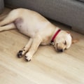 The Ultimate Guide to Choosing the Perfect Bed for Your Dog