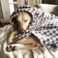 The Importance of Dog Beds and Blankets for Your Furry Friend