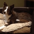 The Importance of Choosing the Right Dog Bed for Your Furry Friend