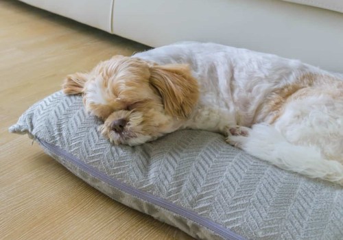 The Best Bed for Your Dog's Comfort and Health