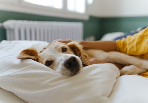 The Importance of Choosing the Right Bed for Your Dog