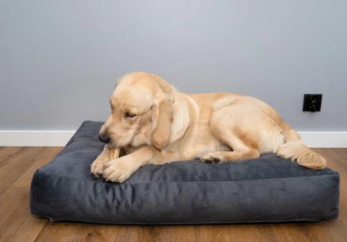 The Best Dog Beds for Your Furry Friend