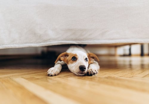The Fascinating Reasons Why Dogs Love Enclosed Beds
