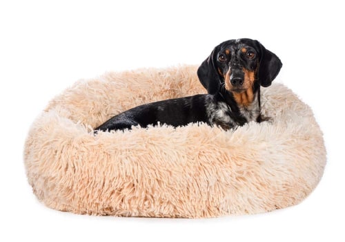 The Benefits of Covered Dog Beds