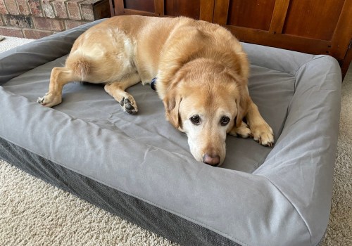 The Importance of Dog Beds for Aging and Growing Dogs