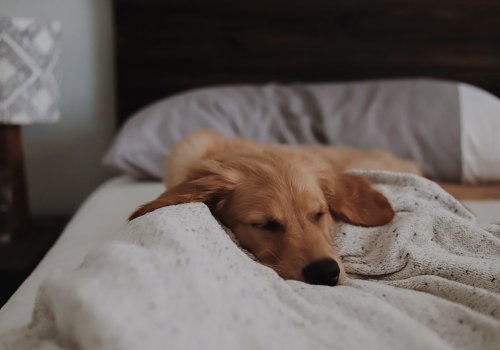 The Pros and Cons of Letting Your Dog Sleep in Your Room