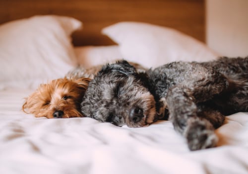 The Best Sleeping Options for Your Dog