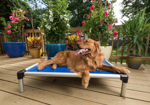The Benefits of Raised Dog Beds with Sides