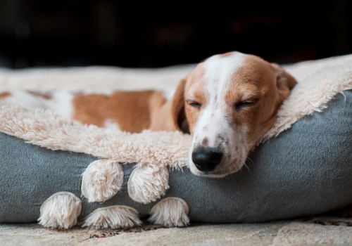 The Best Dog Bedding Materials for a Good Night's Sleep