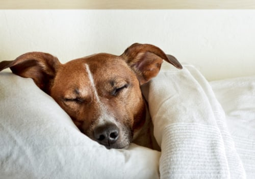 The Pros and Cons of Letting Your Dog Sleep in Your Bedroom