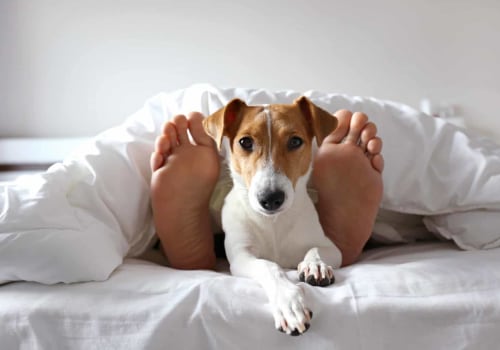 The Importance of Dog Beds: Why Your Pup Needs a Comfortable Place to Sleep
