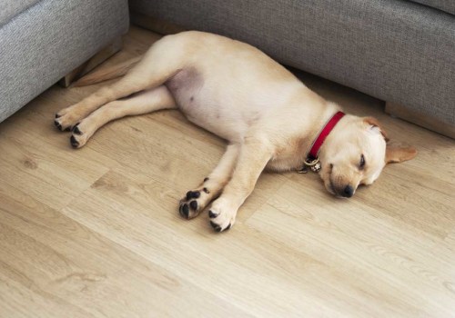 The Ultimate Guide to Choosing the Perfect Bed for Your Dog