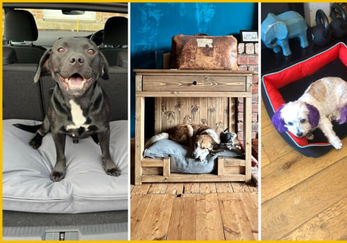 The Benefits of Raised Dog Beds