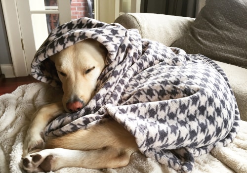 The Importance of Dog Beds and Blankets for Your Furry Friend