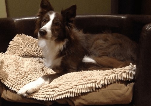 The Importance of Choosing the Right Dog Bed for Your Furry Friend