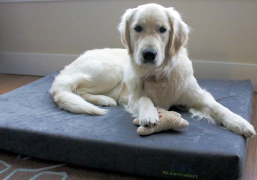 The Importance of Choosing the Right Size Dog Bed